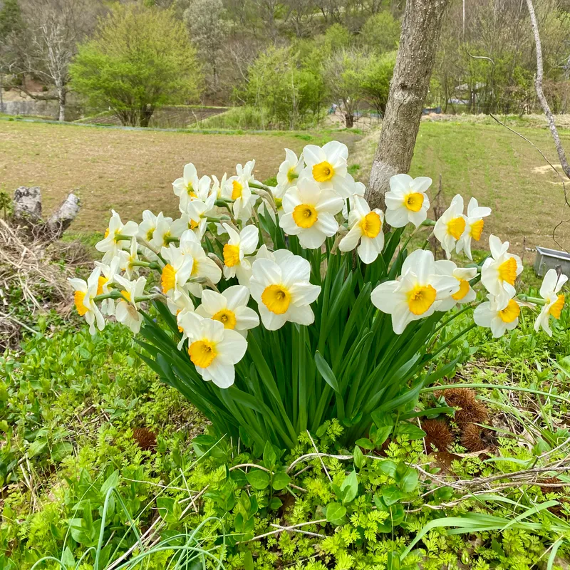 まとまって咲く水仙