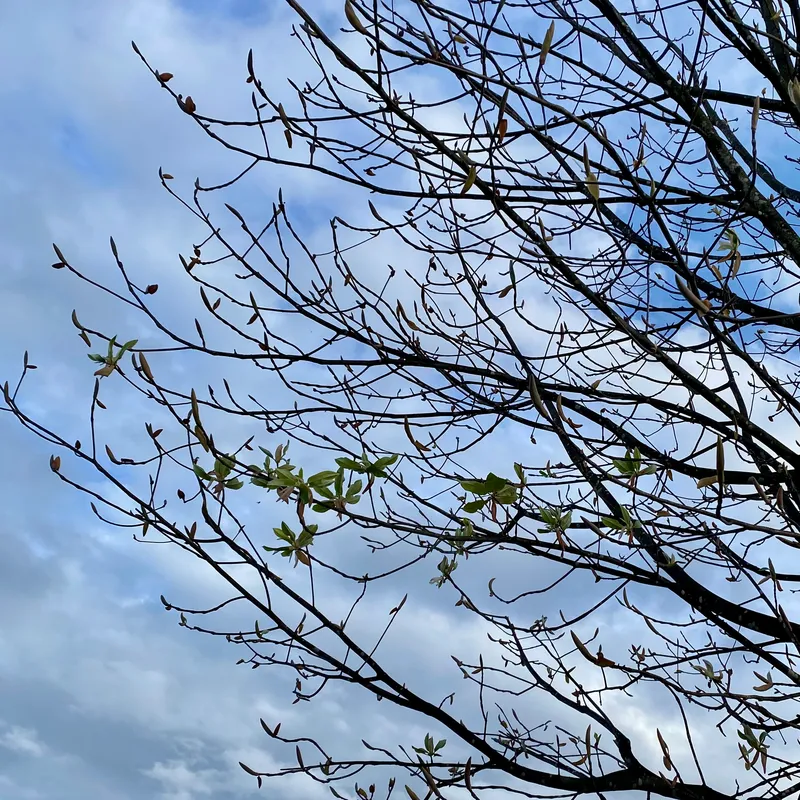 芽吹き始めたホオノキ