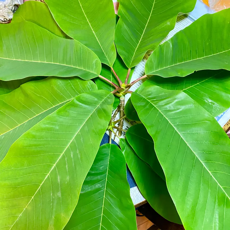 採ってきた朴葉