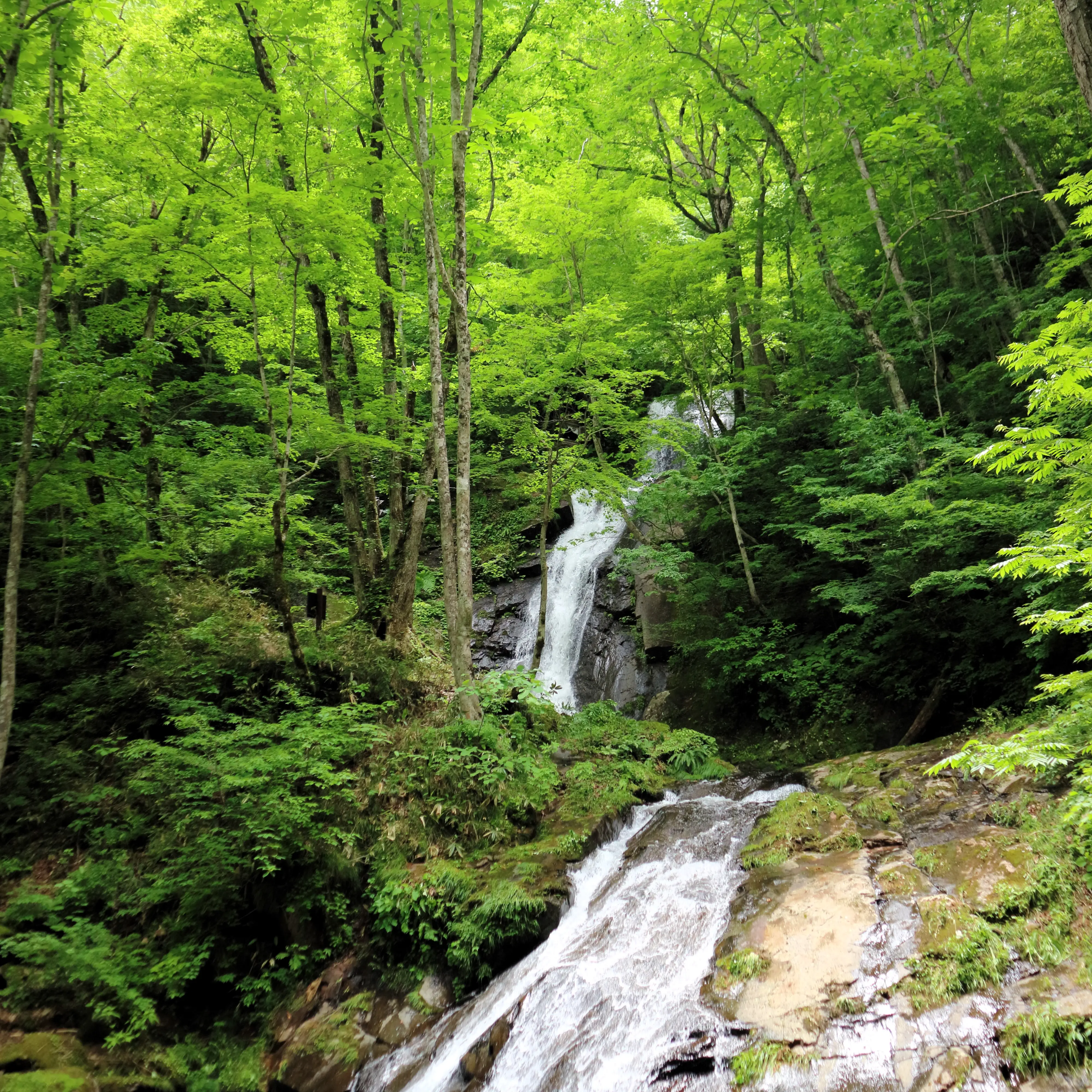 美しい新緑と滝 出典:48taki_Hida_0048687.webp