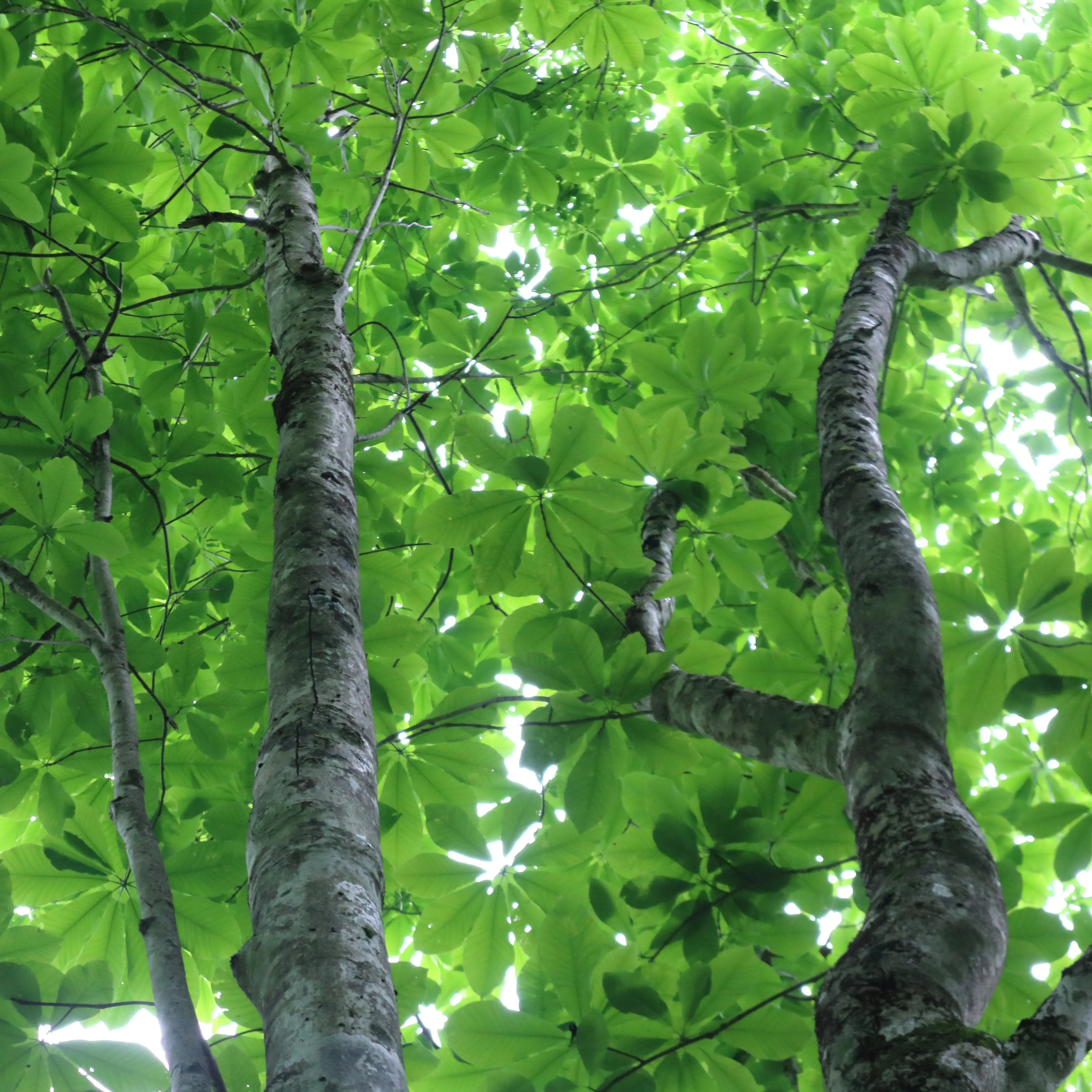 ホオノキは葉をしたから見上げると美しい