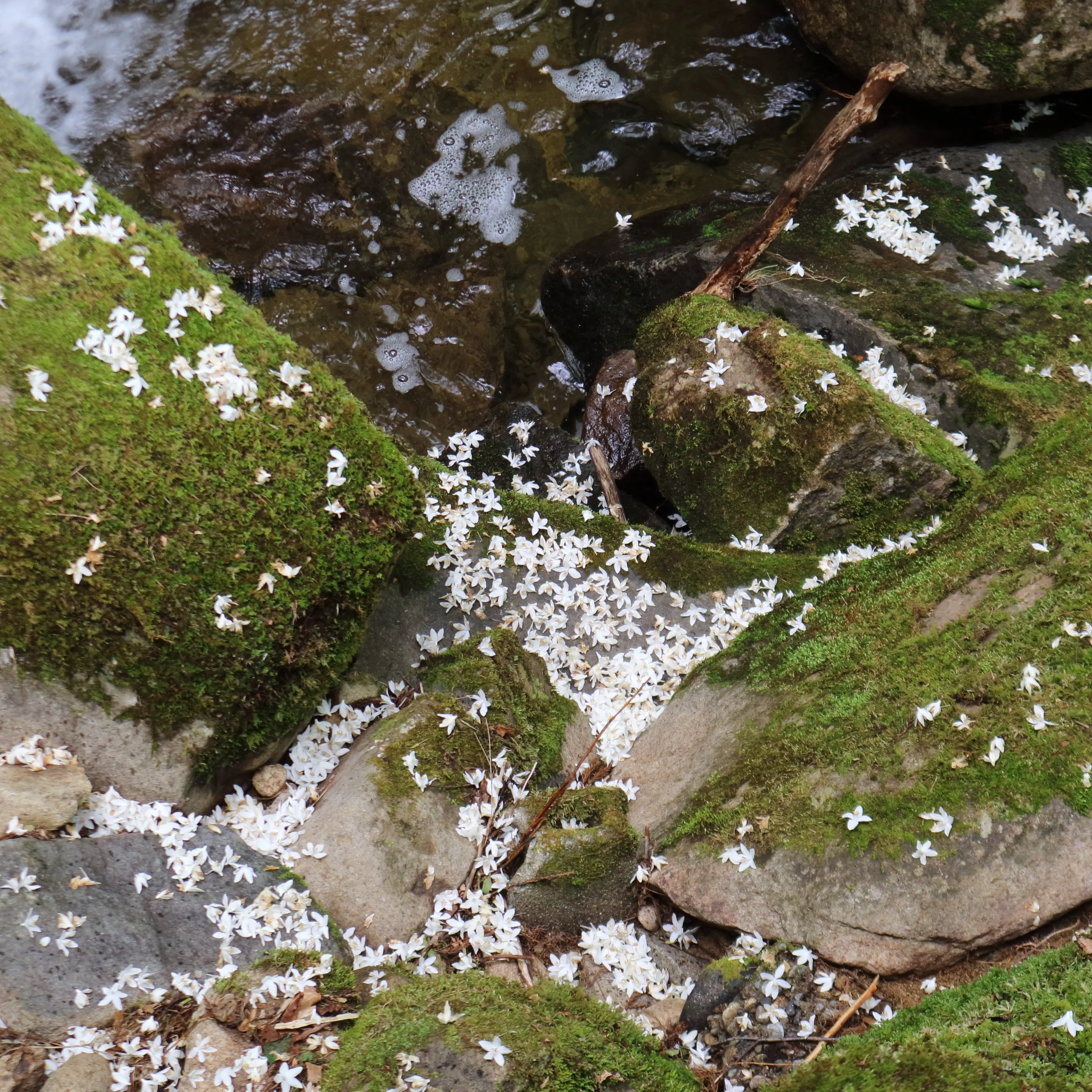 ハクウンボクの花びら