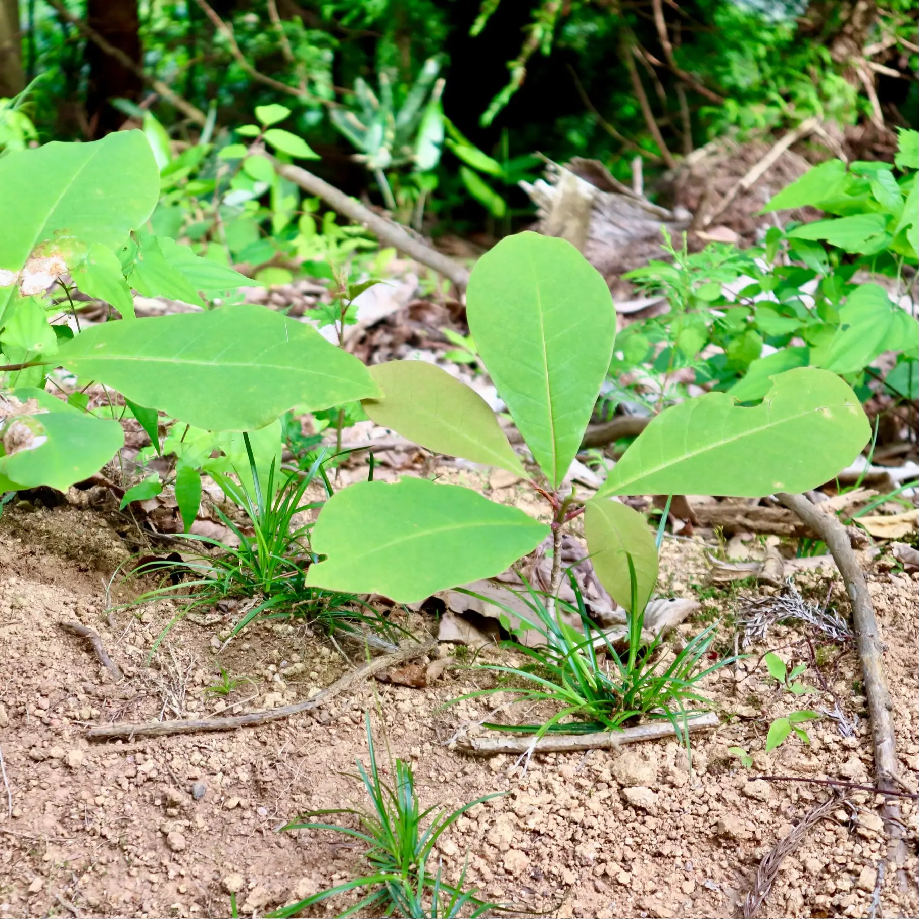 ホオノキの稚樹 出典:Hida00190_YoungHo_2024-06-08_14-03.webp