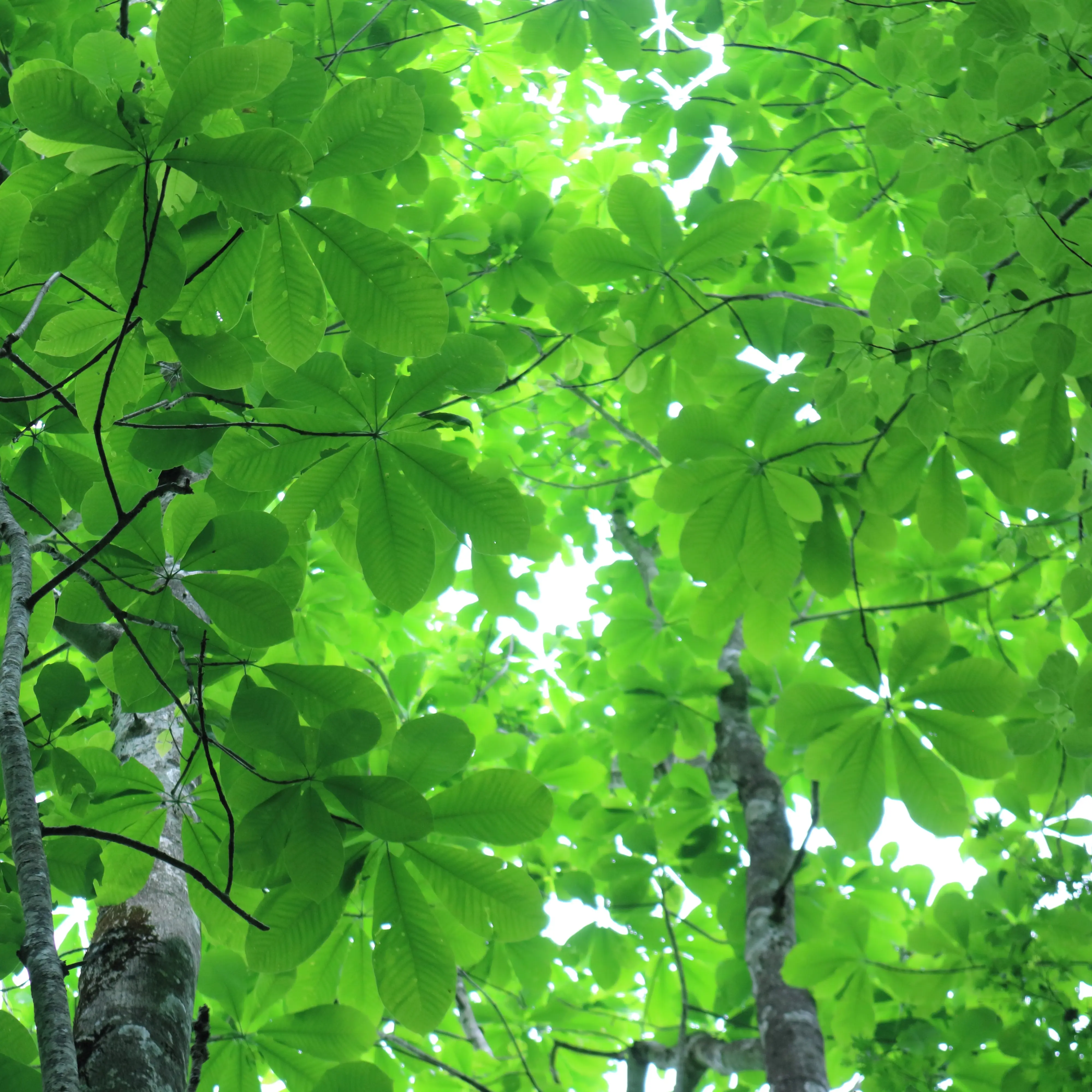 ホオノキの葉、木漏れ日が美しい 出典:Hida_00682.webp