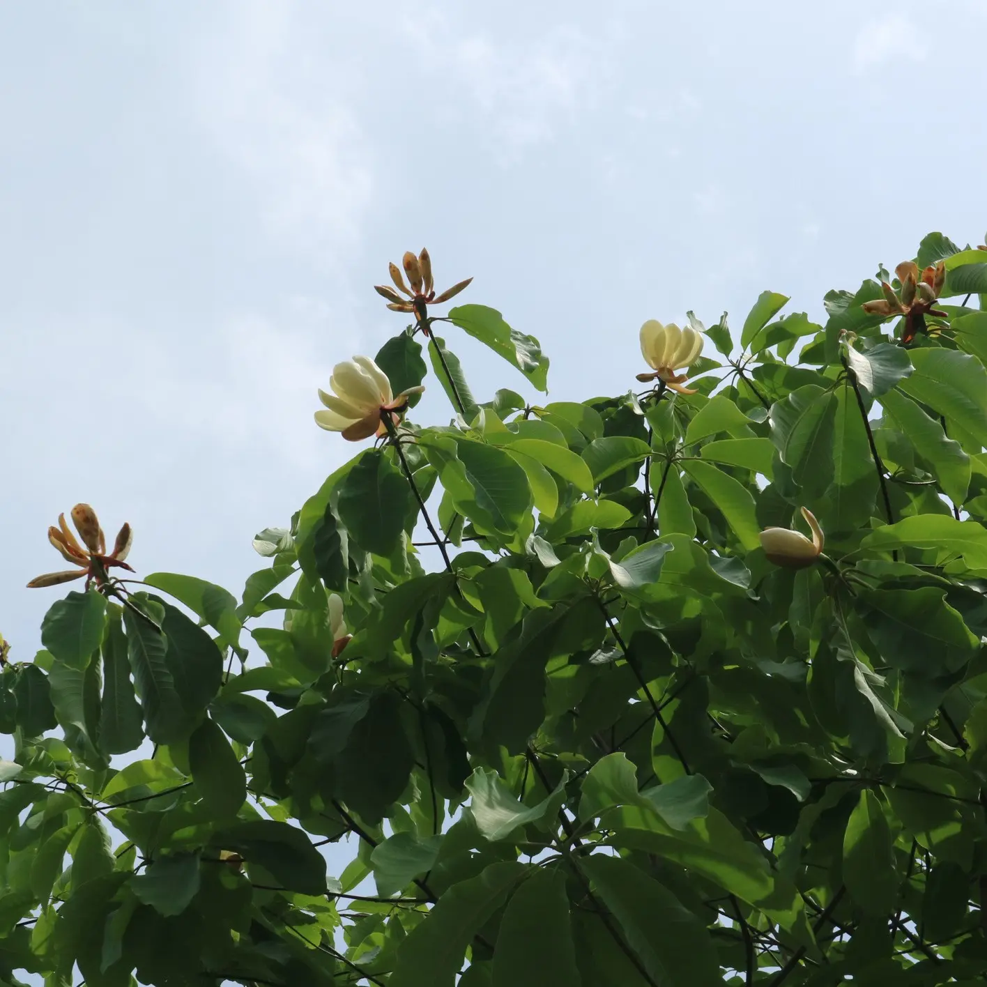 たくさんの樹冠上の花、てんでばらばらな咲き具合