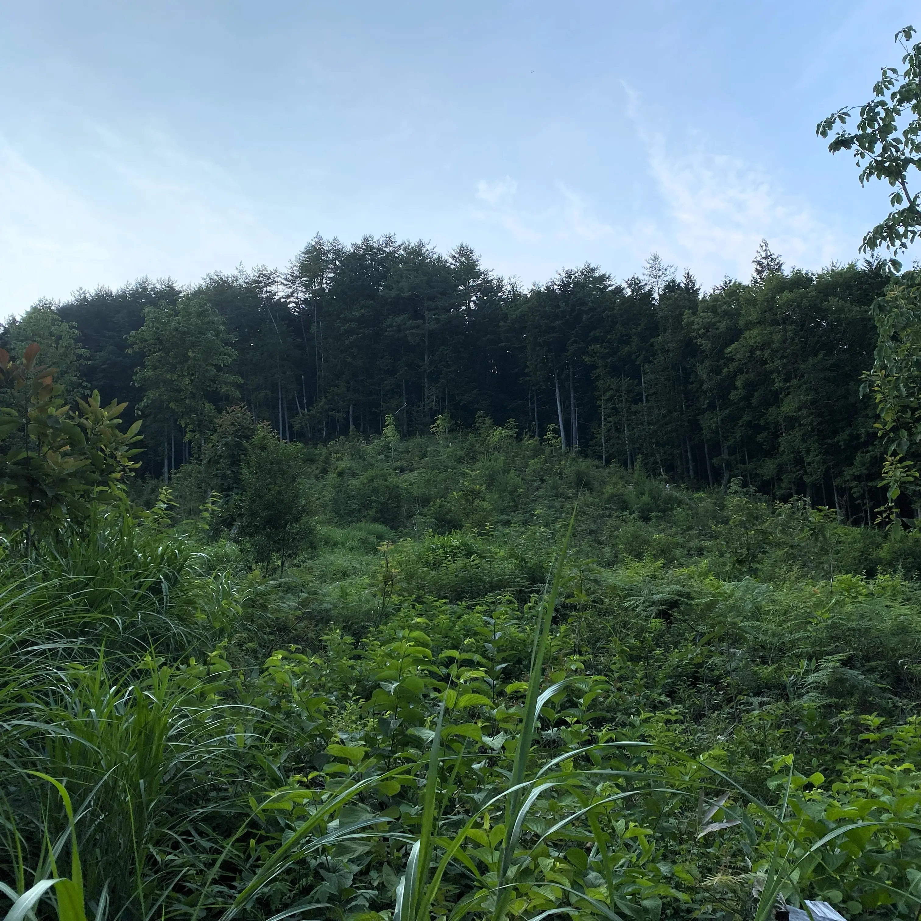 ホオノキの畑の様子