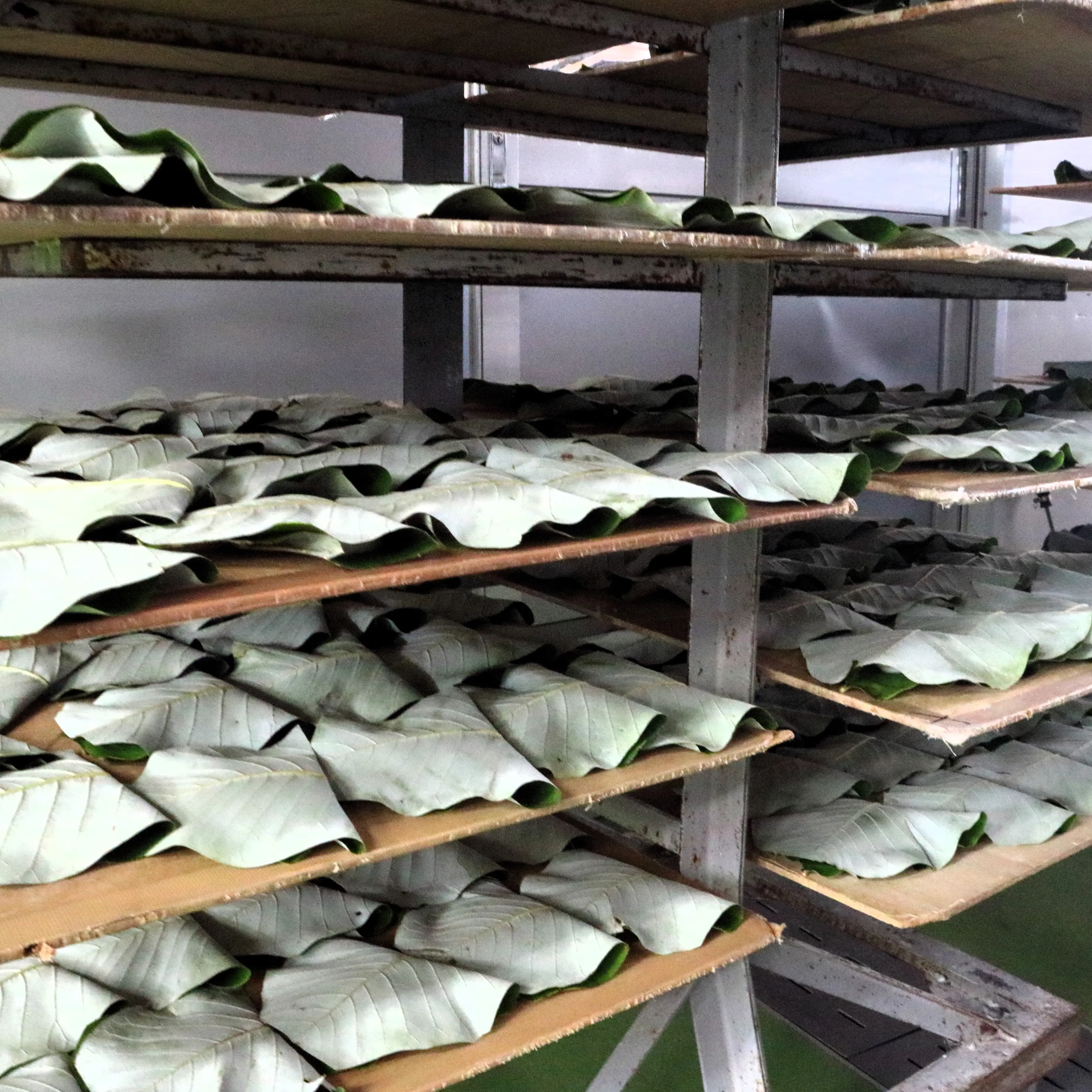 挟んだ後の朴葉餅