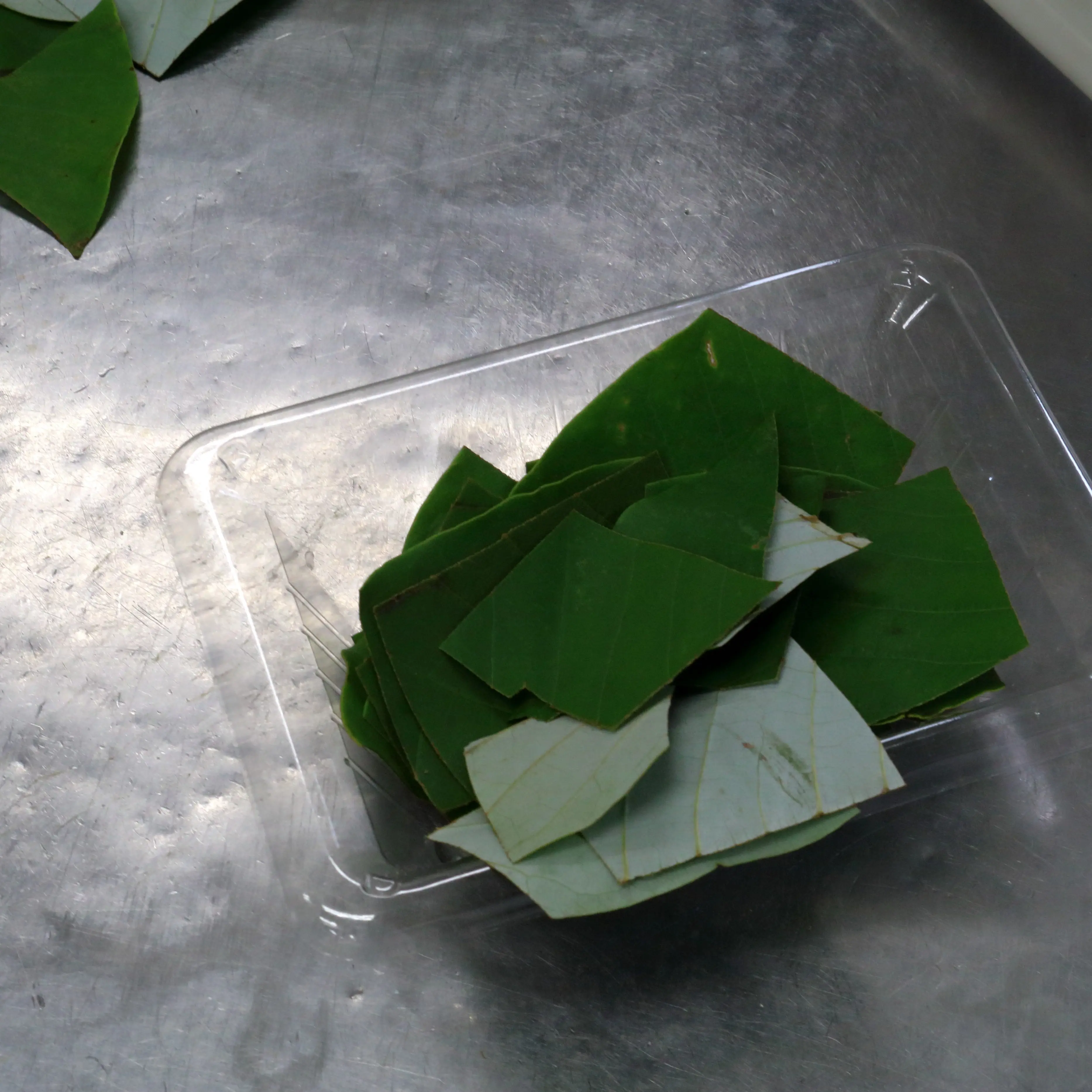 朴葉に穴が空いていたら埋める