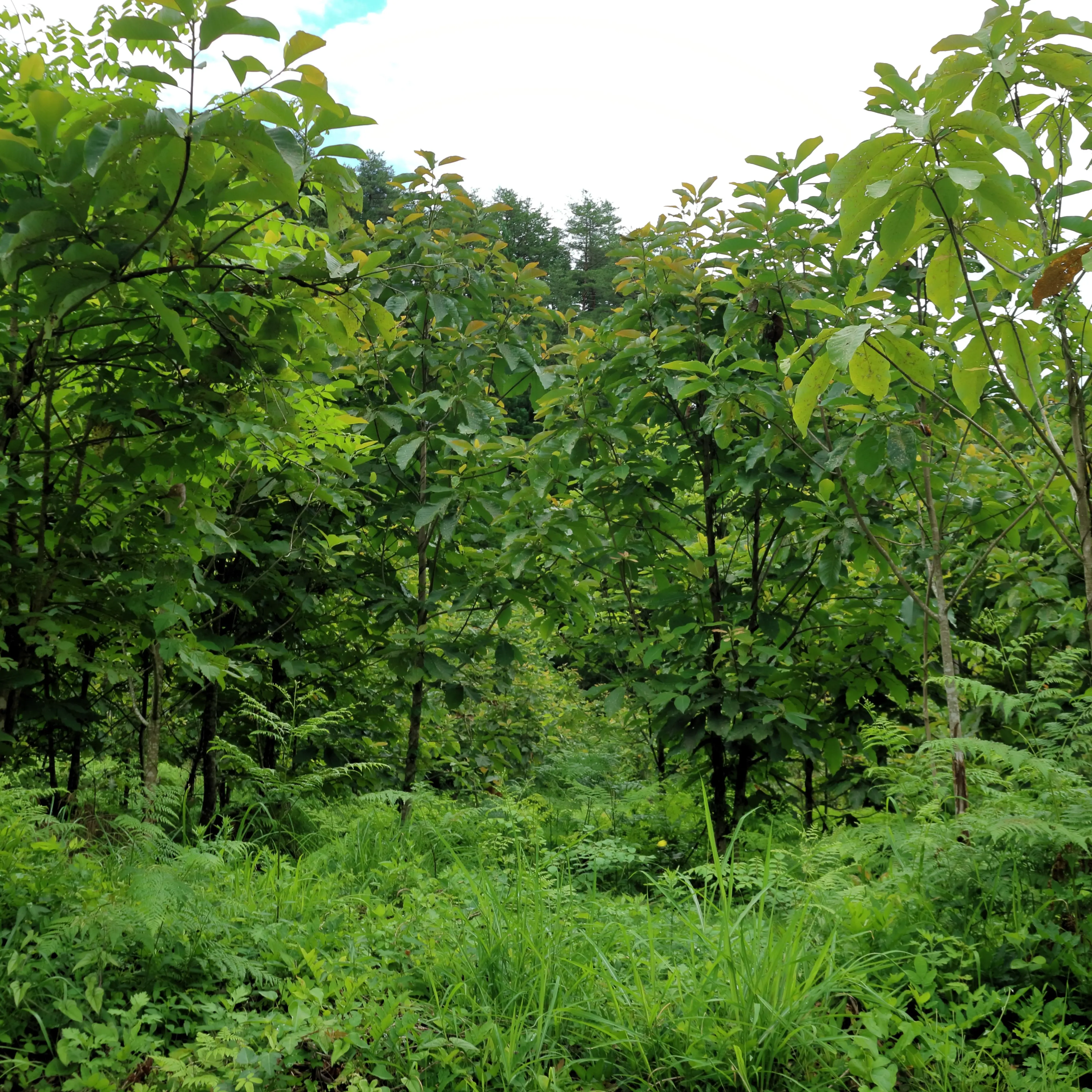 もう一つの場所の朴葉