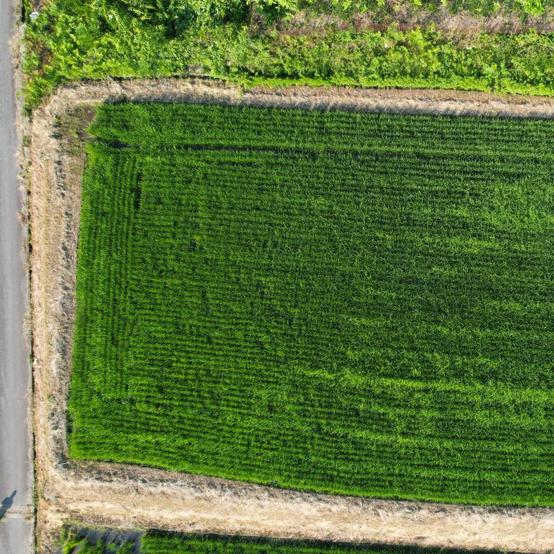 ドローンで上から撮った田んぼ