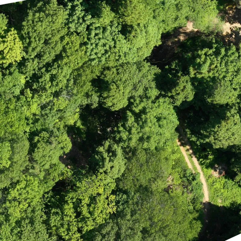 3dモデルで作った森林