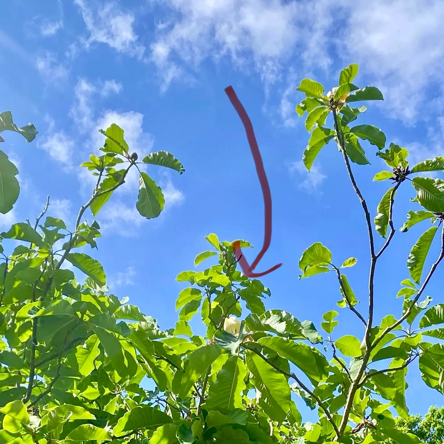 遠くから見たホオノキ