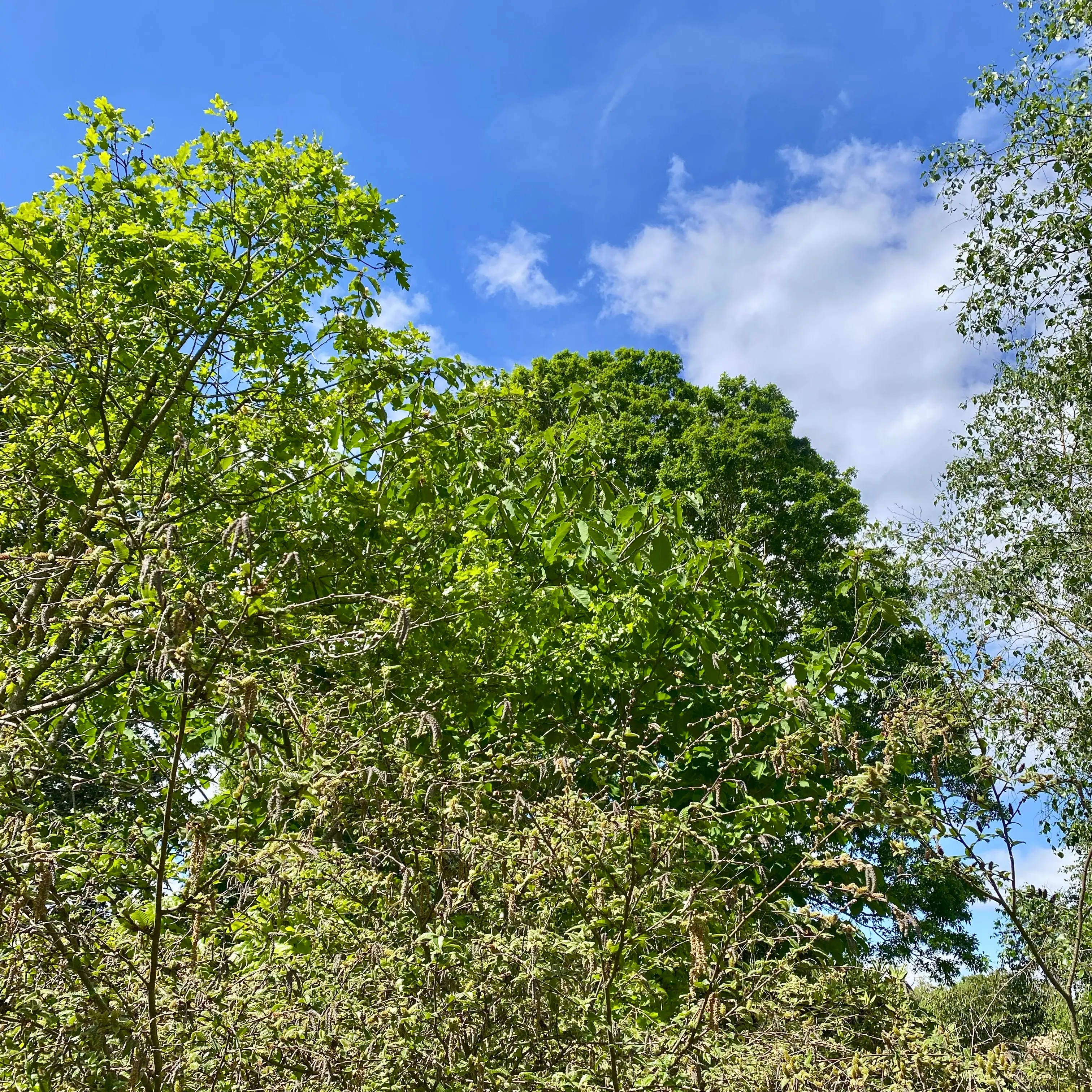 キューでのモクレン科展示