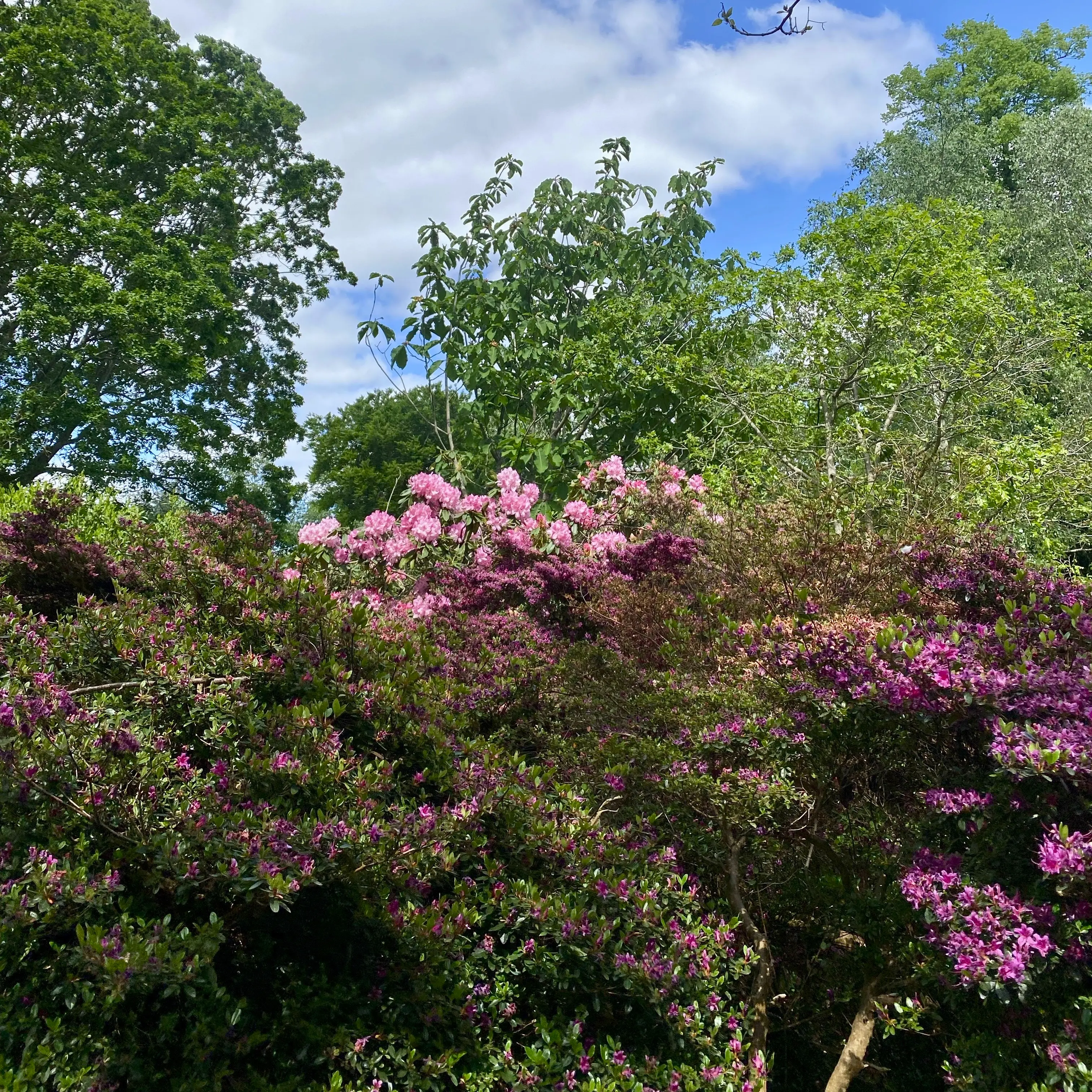 キュー王立植物園での研究
