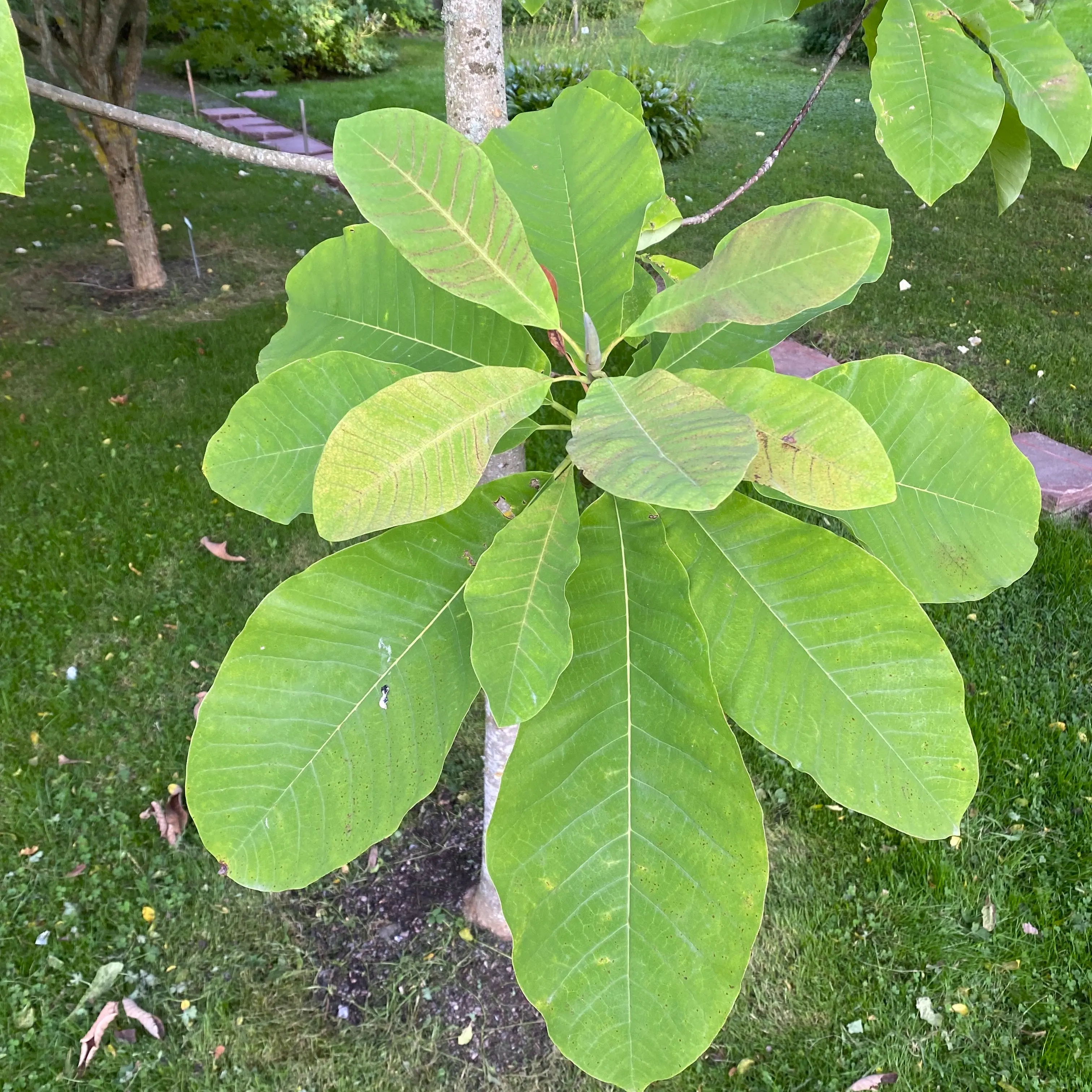 落ち葉の季節のホオノキ