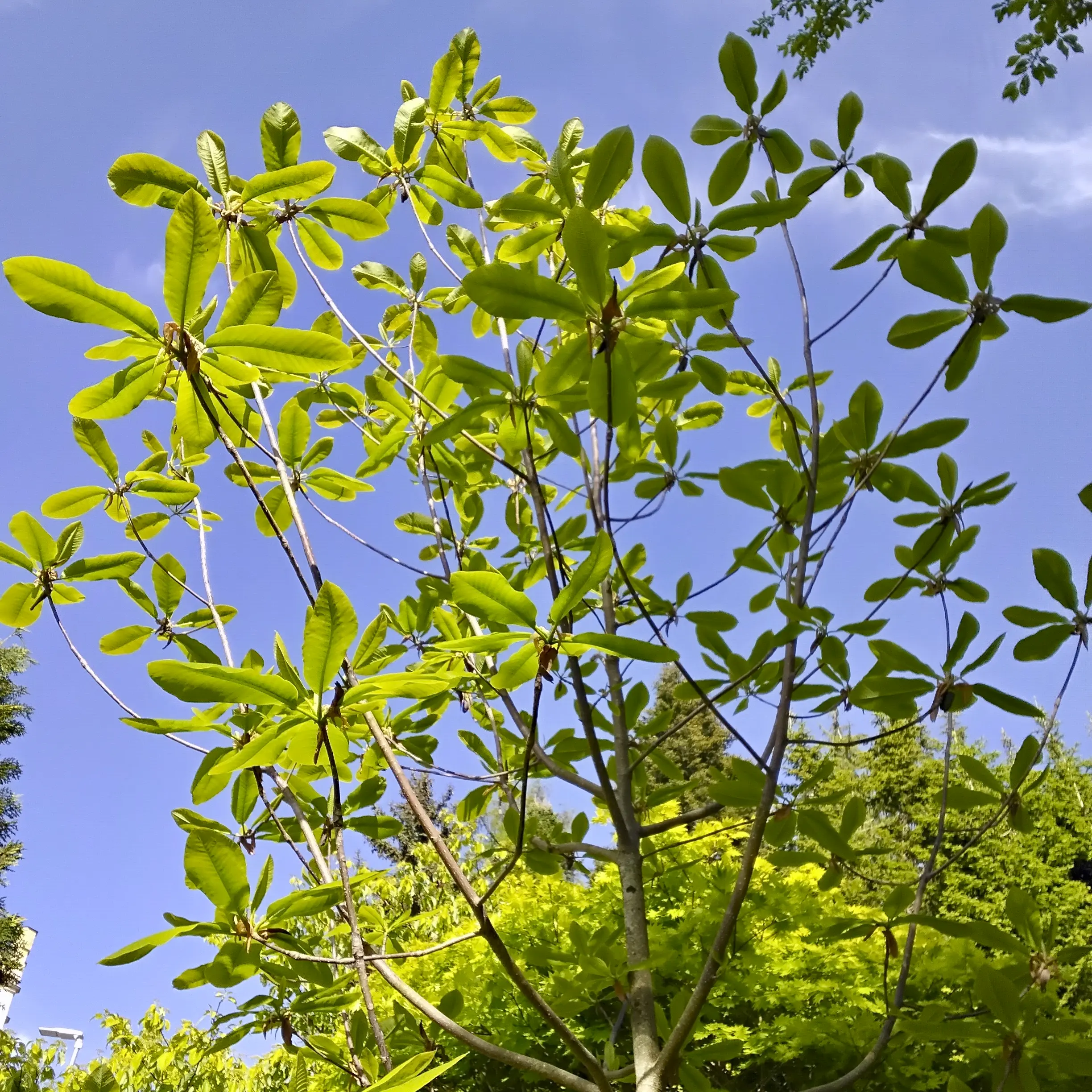 ホオノキの大きな葉
