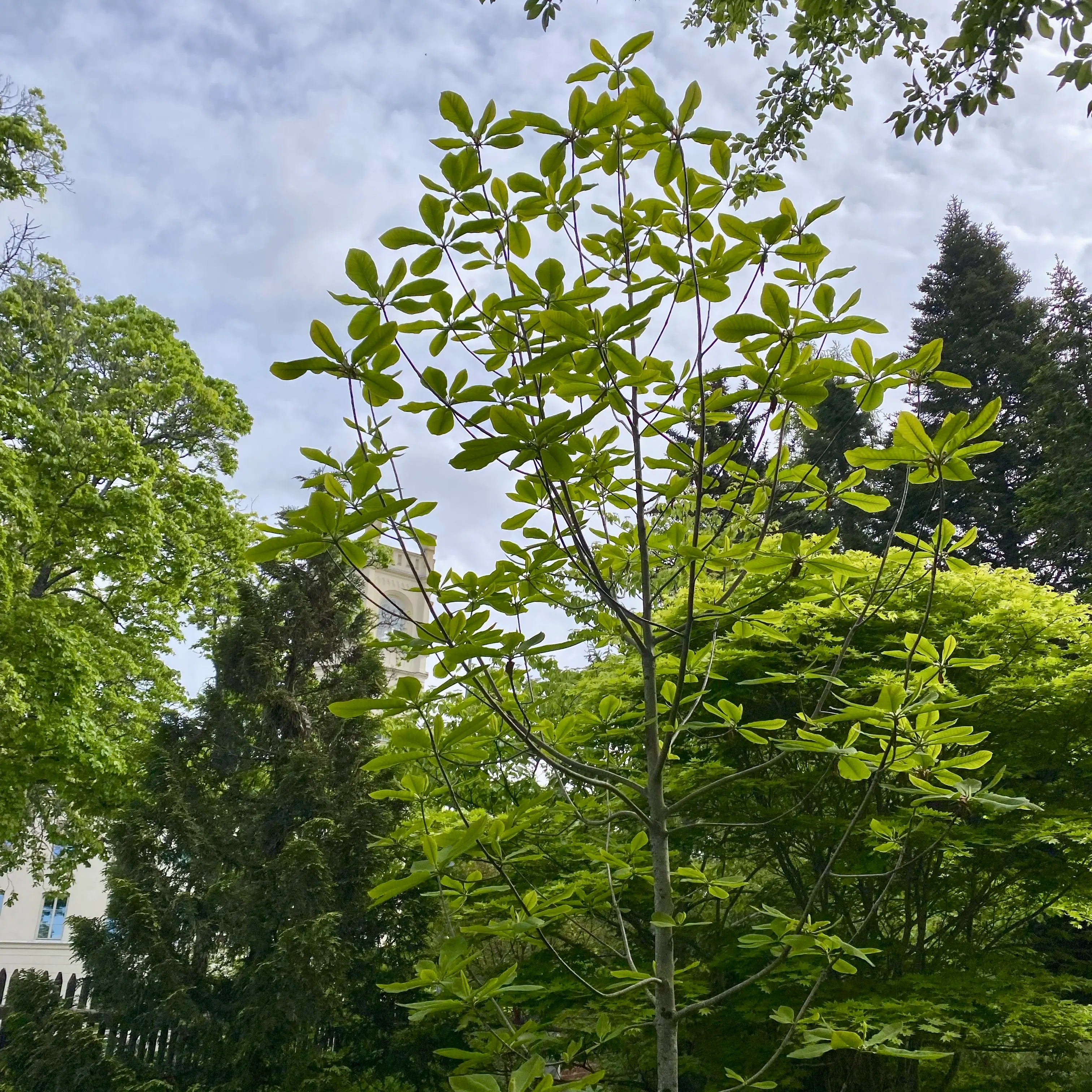 ウプサラでのホオノキ観察