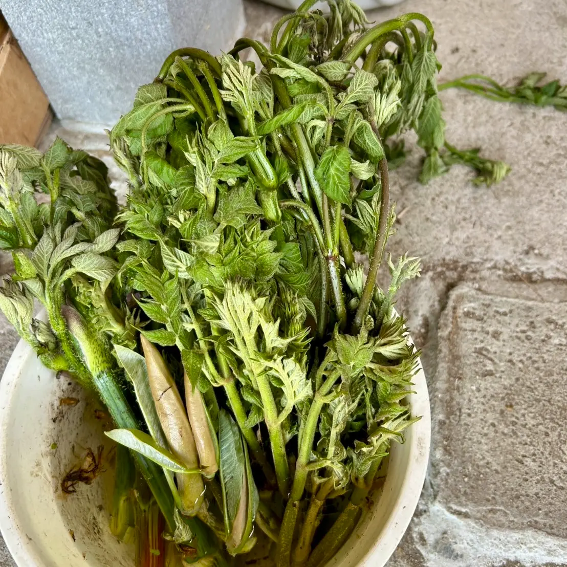 写真挿入位置：芽吹きの朴葉の様子