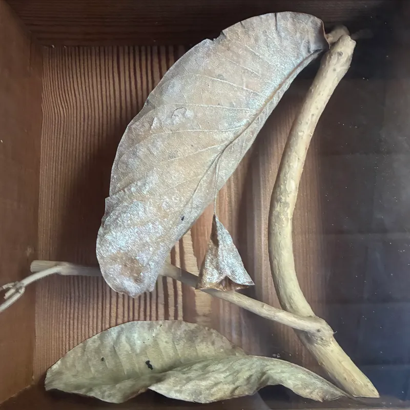 本堂内部にあったもうひとつの標本