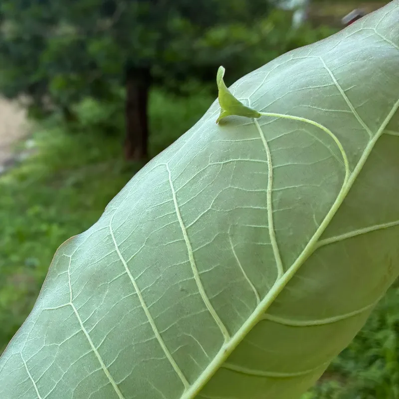 フクロホウバの葉脈