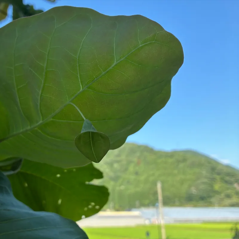 フクロホウバと風景