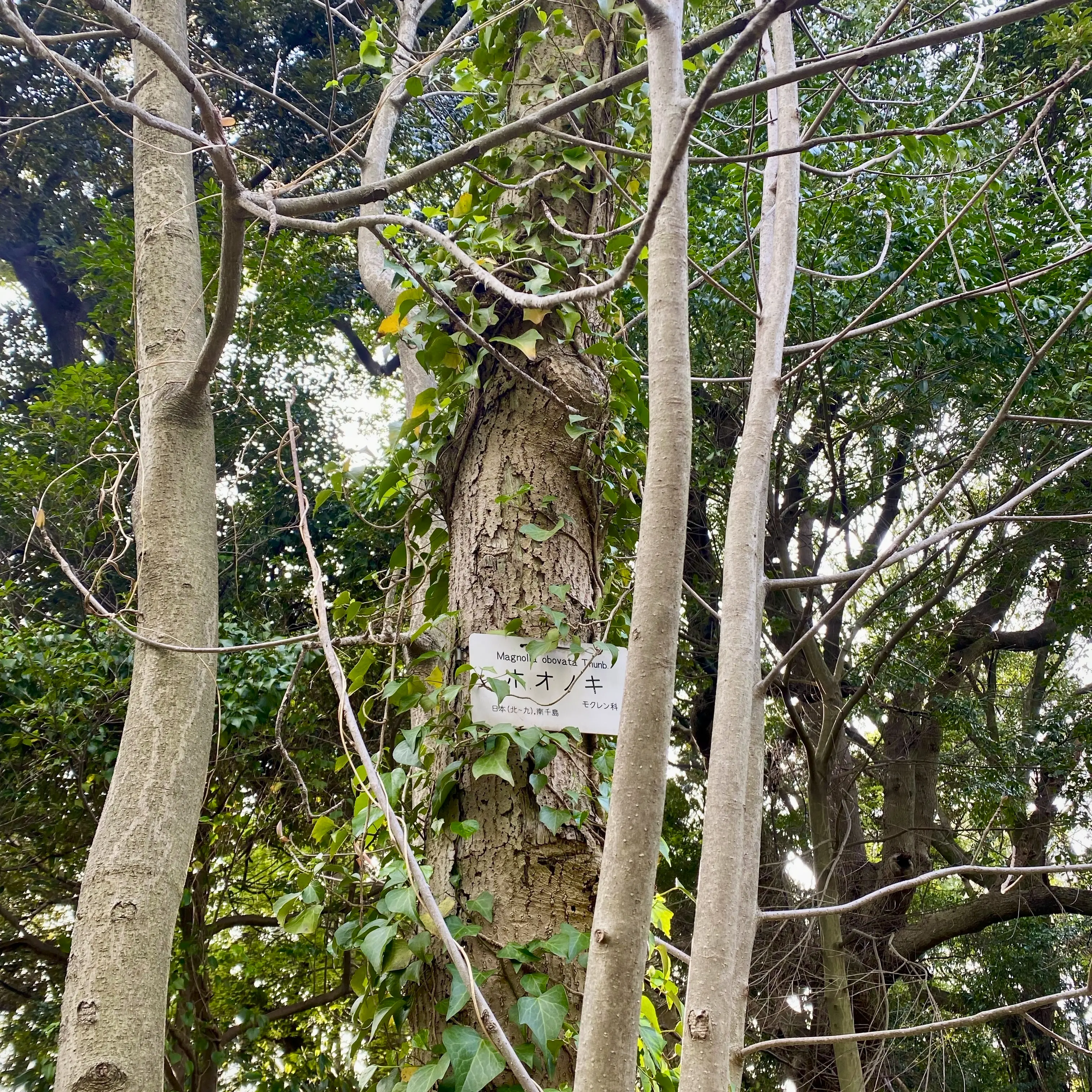 この標識がついている手前の細い木々がホオノキ