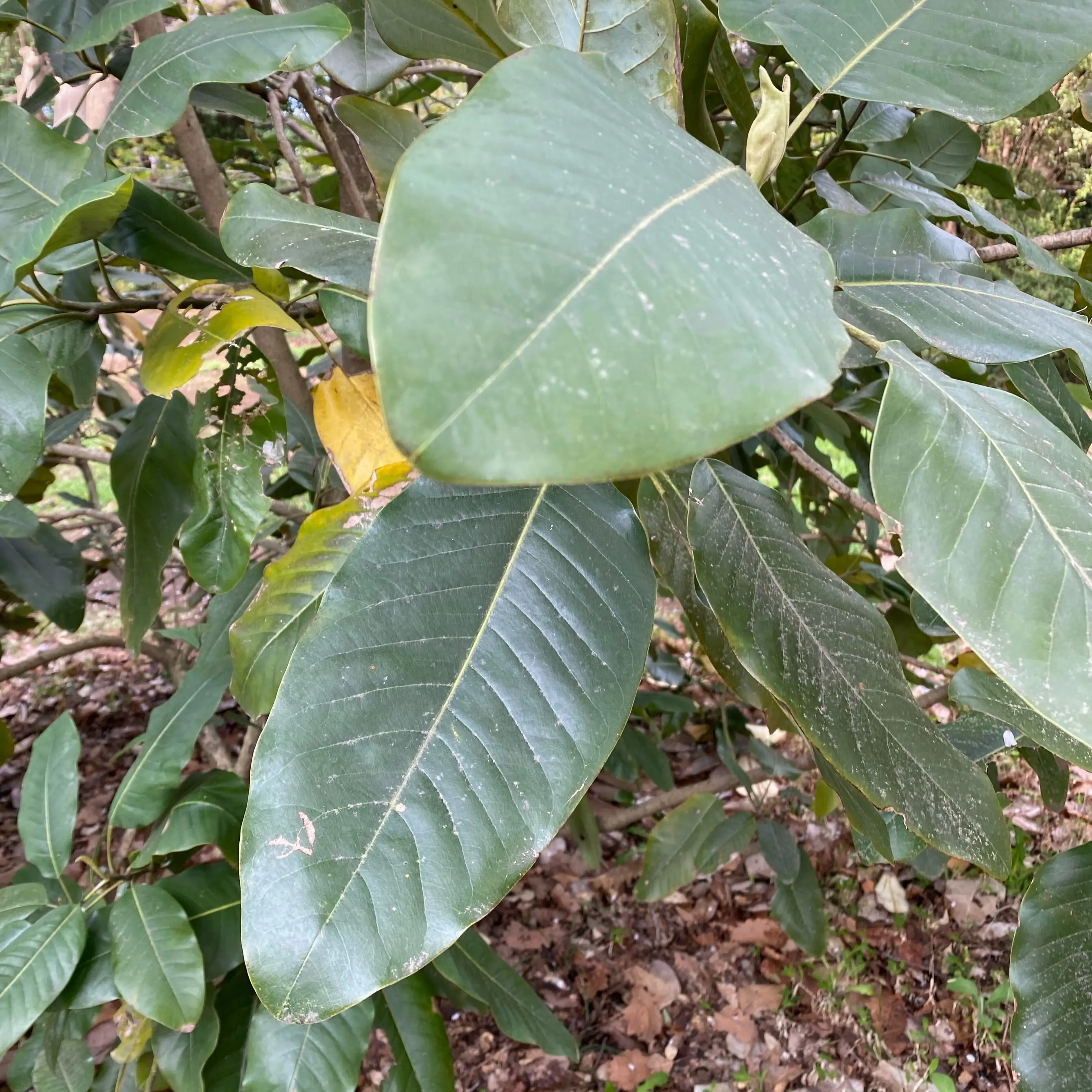 サンギョクランの葉っぱ