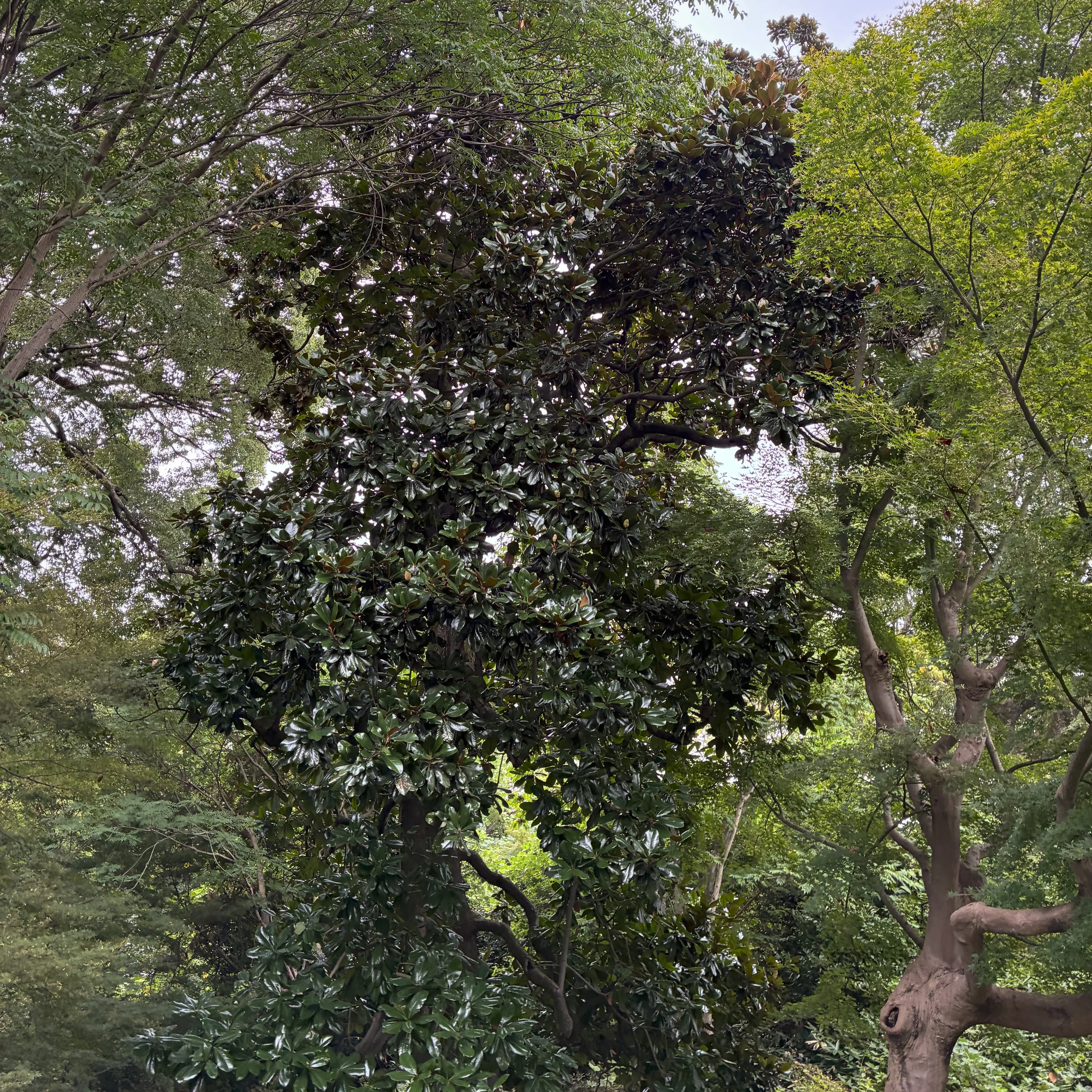 見上げたタイサンボク