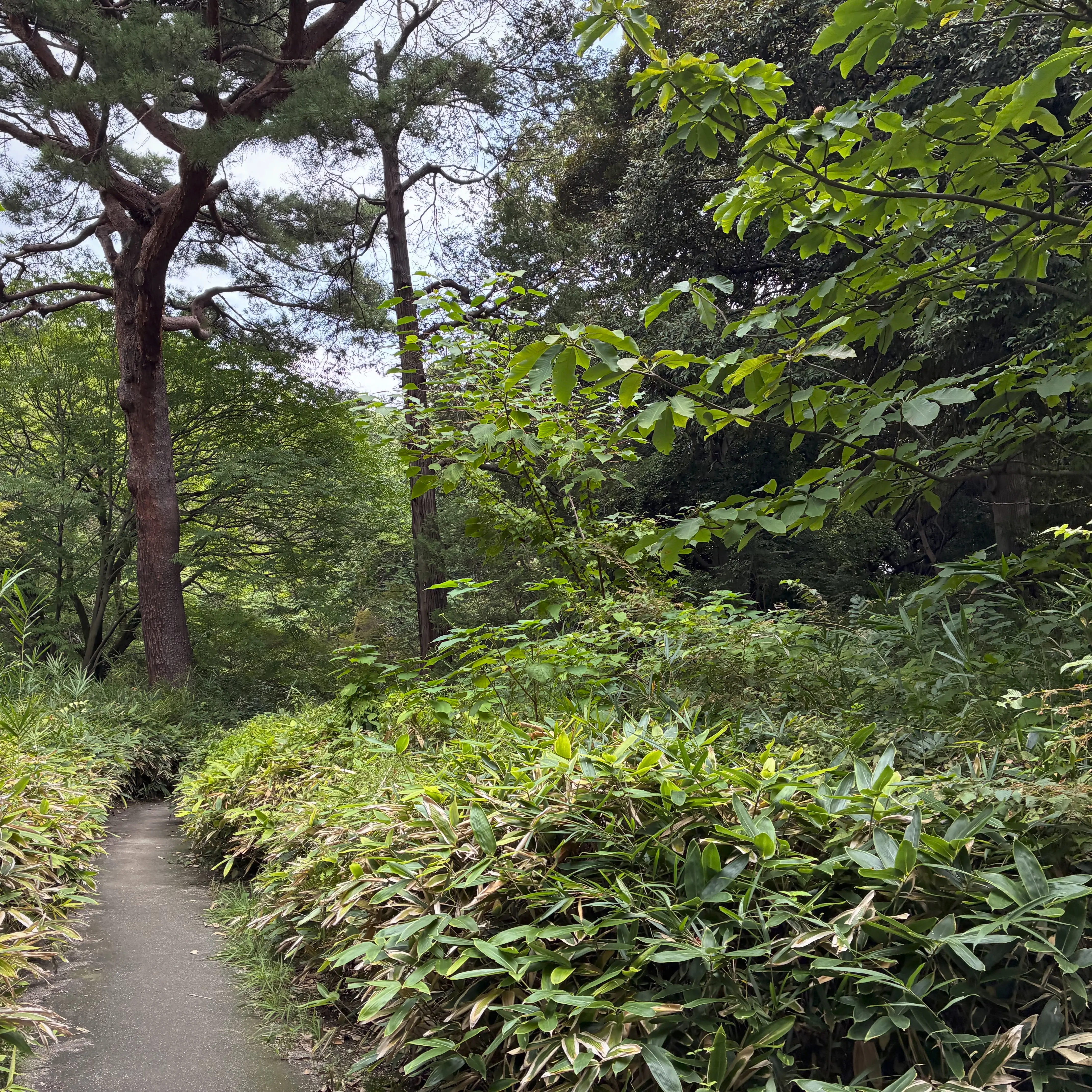 細い道とホオノキ