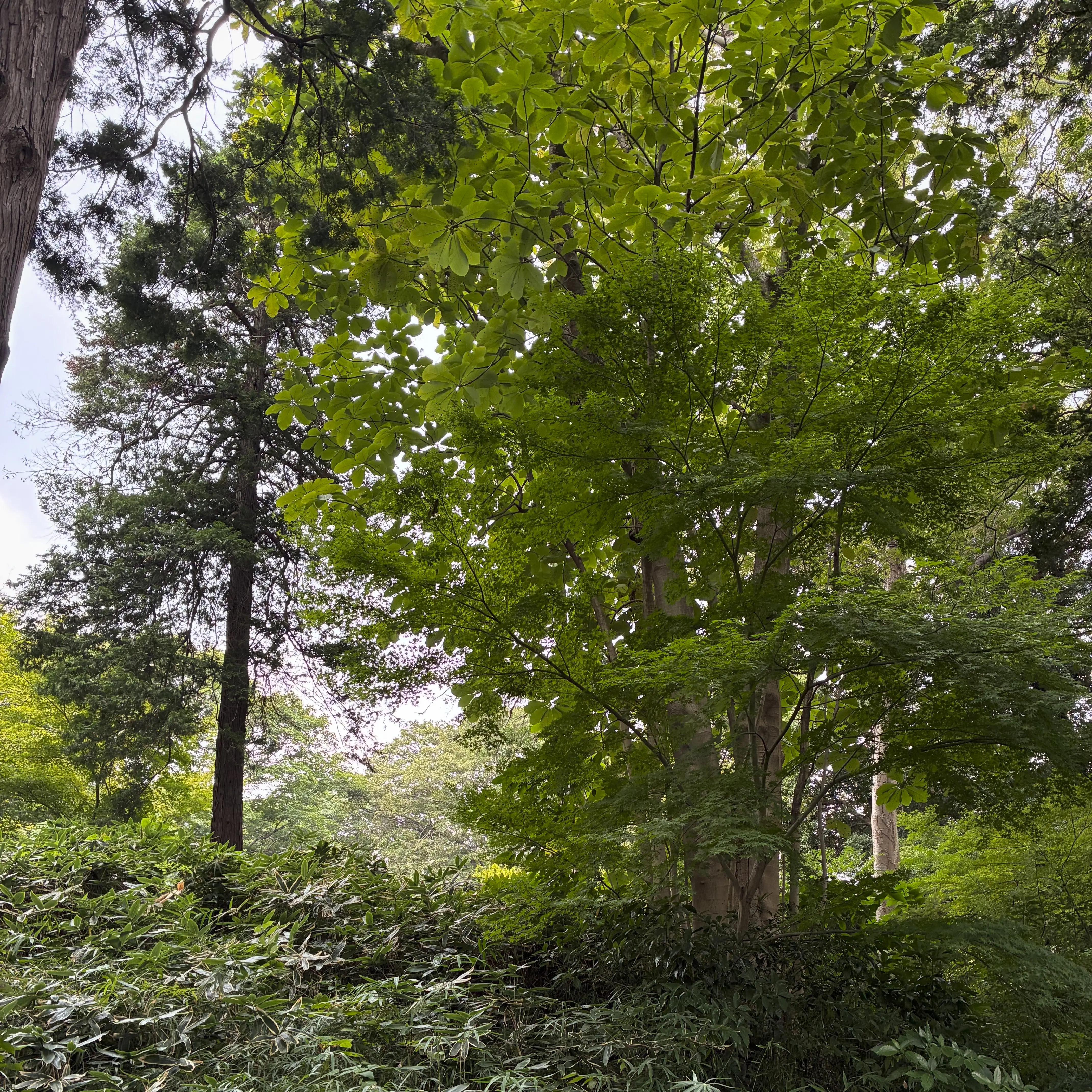 笹に囲まれたホオノキ