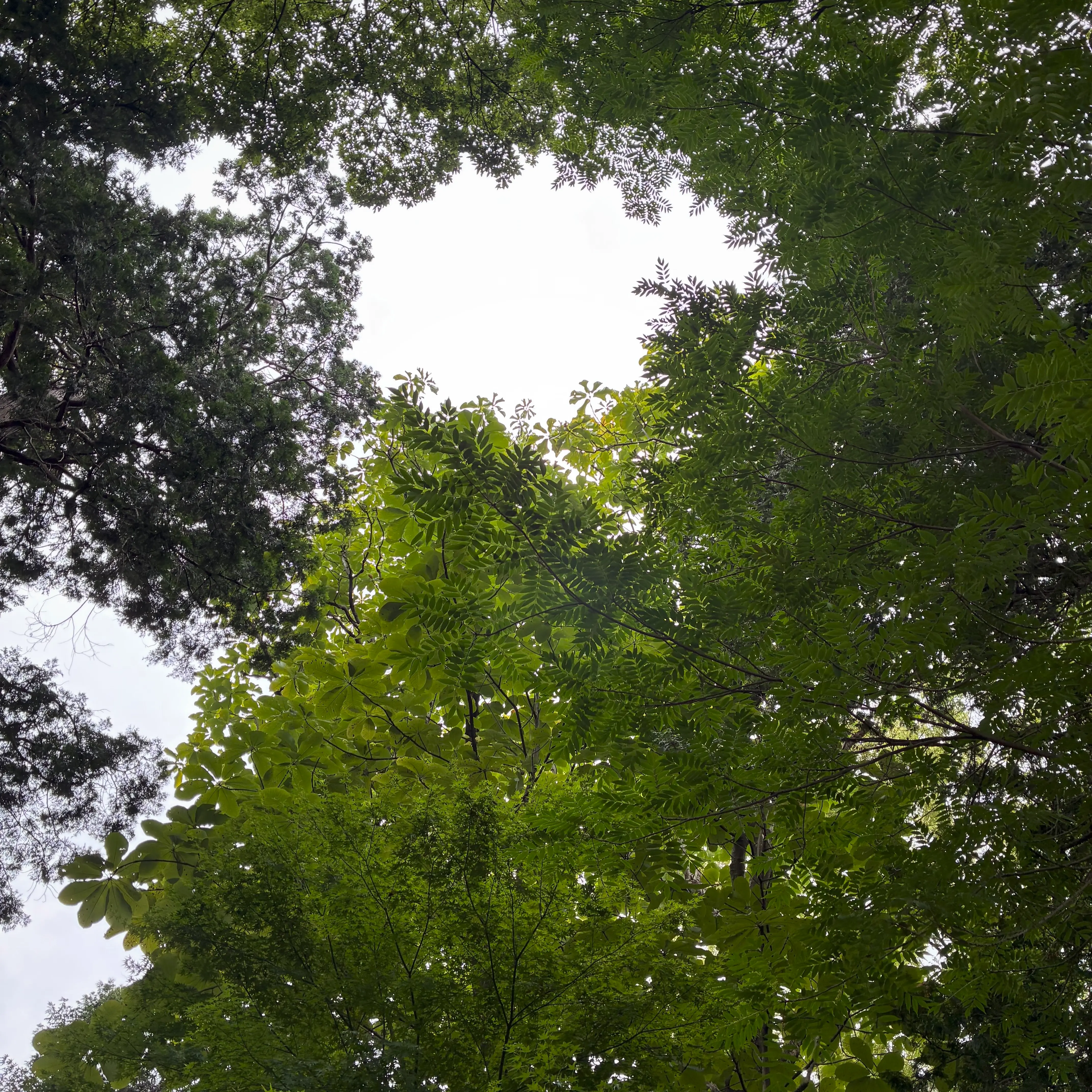 見上げたホオノキ