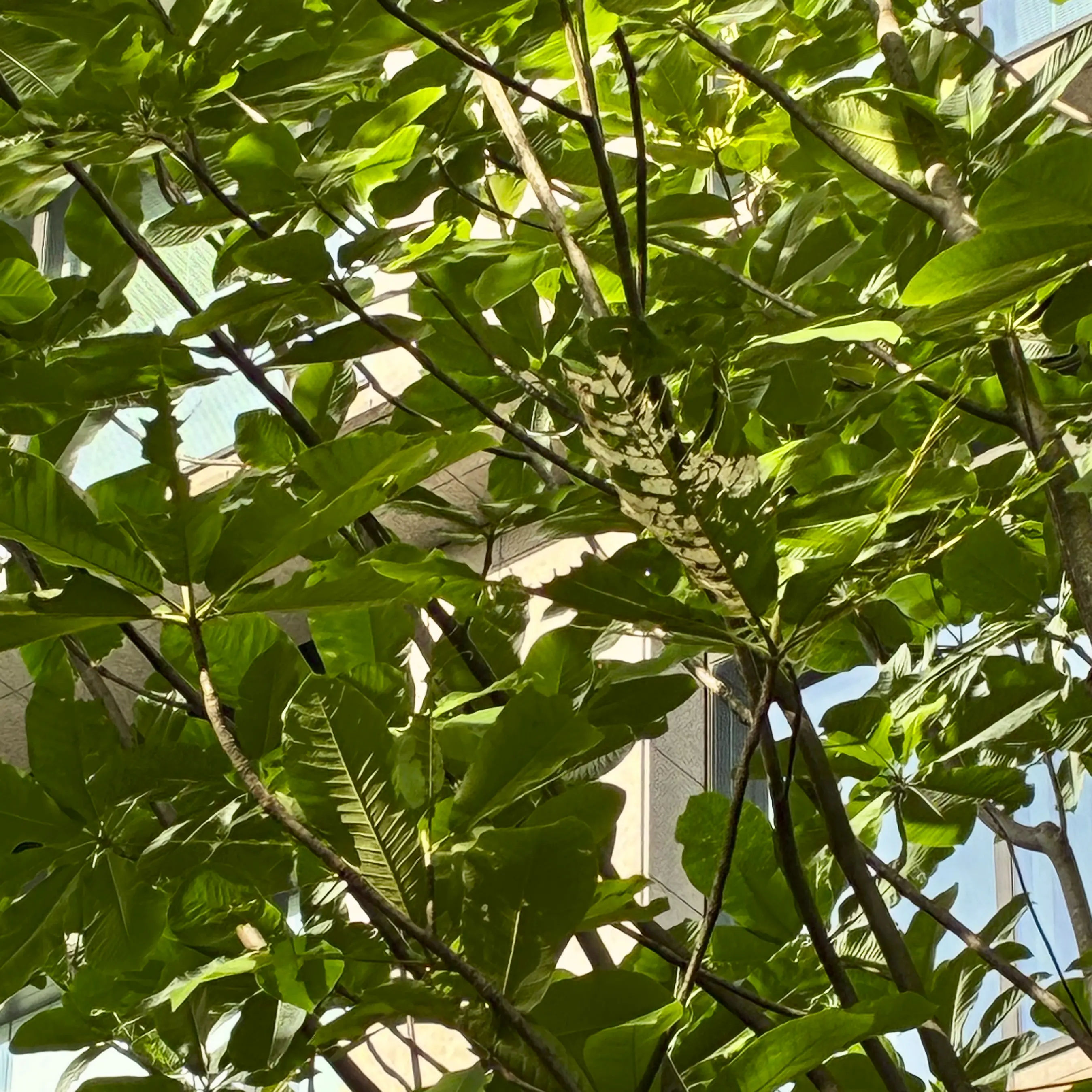 食べられている