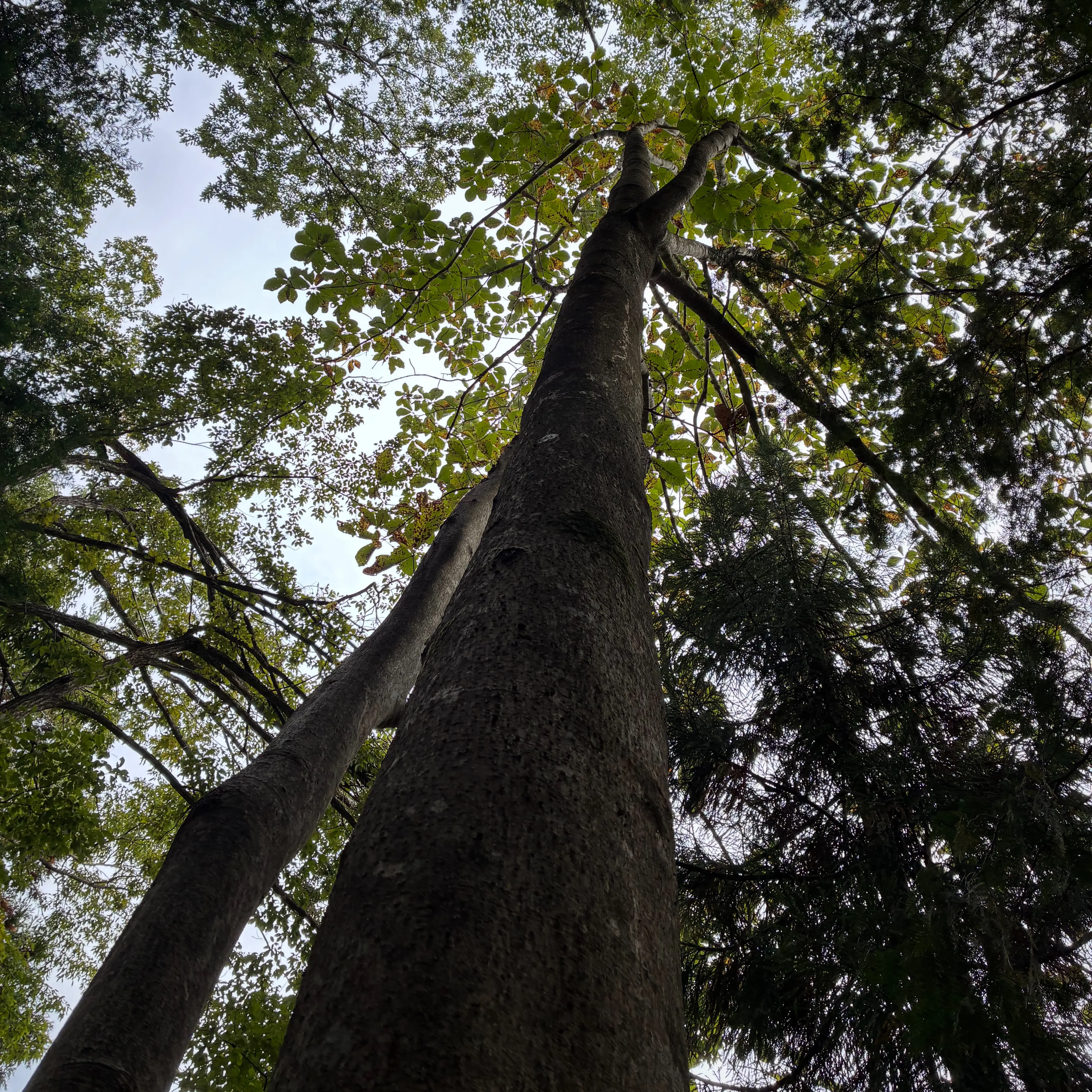 Dbh44cmのホオノキを仰ぐ