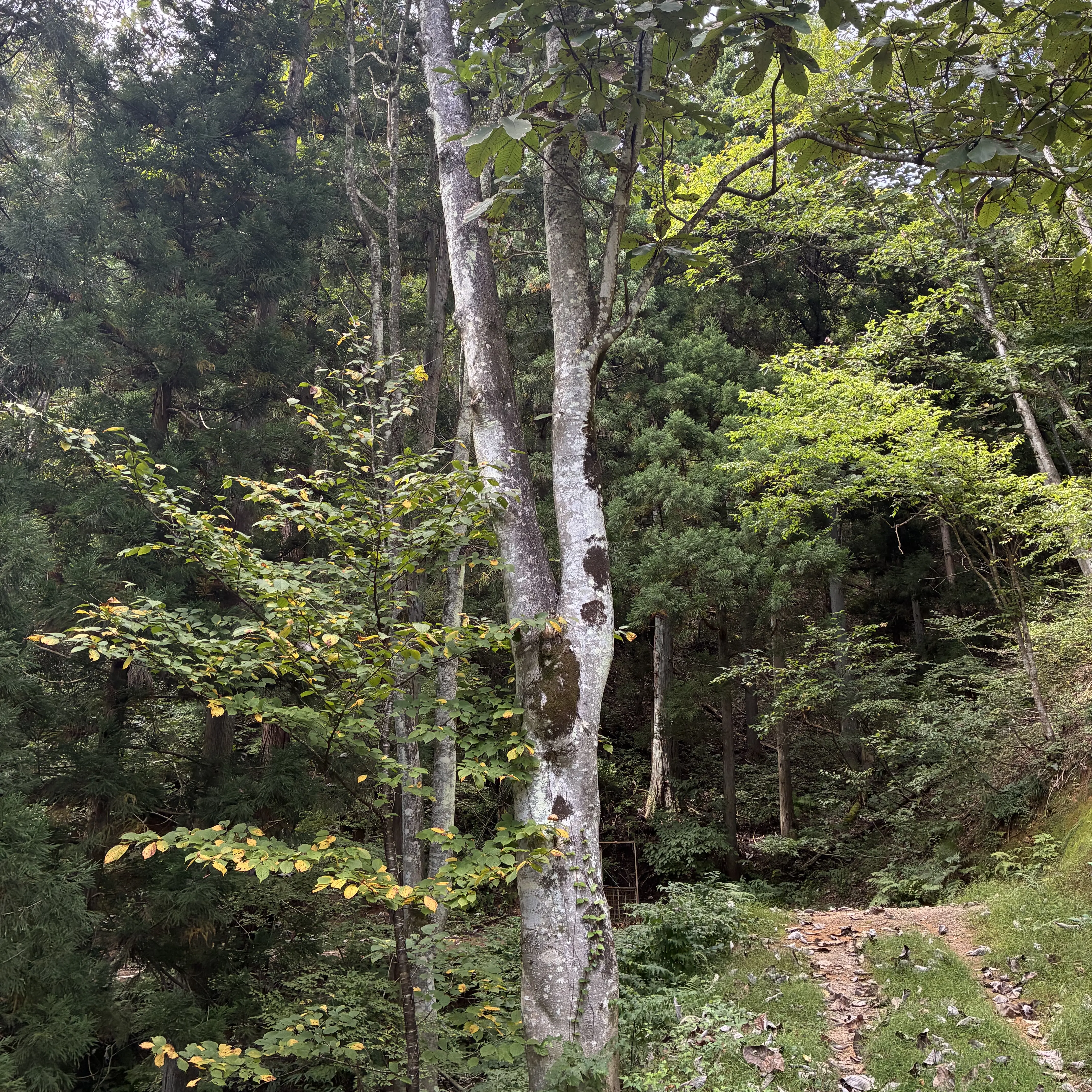 DBHが60cmもあるホオノキの遠景