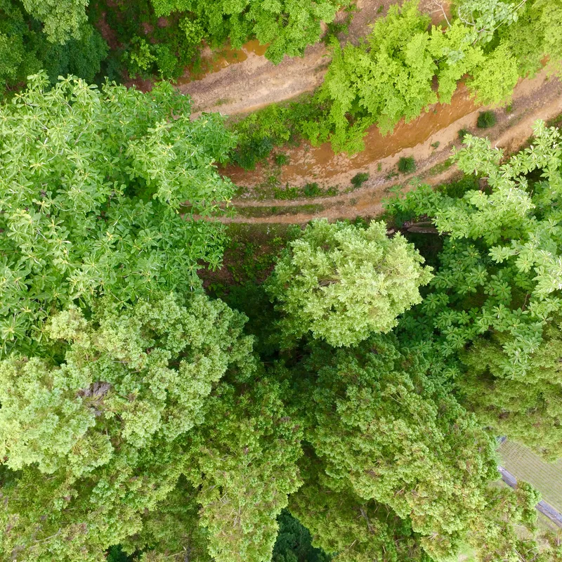 ドローンで撮影したホオノキ