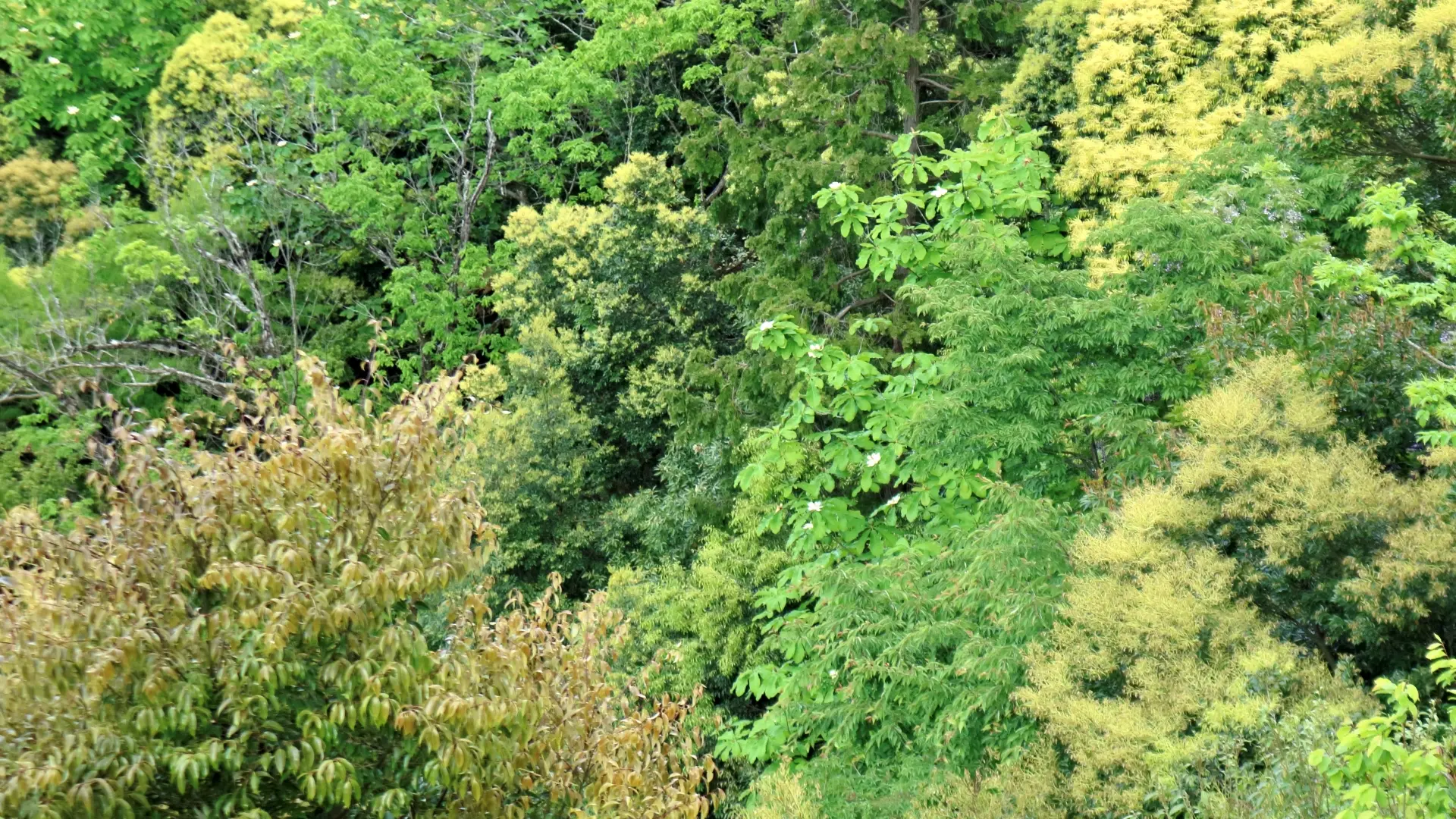 ホオノキと多種多様な森