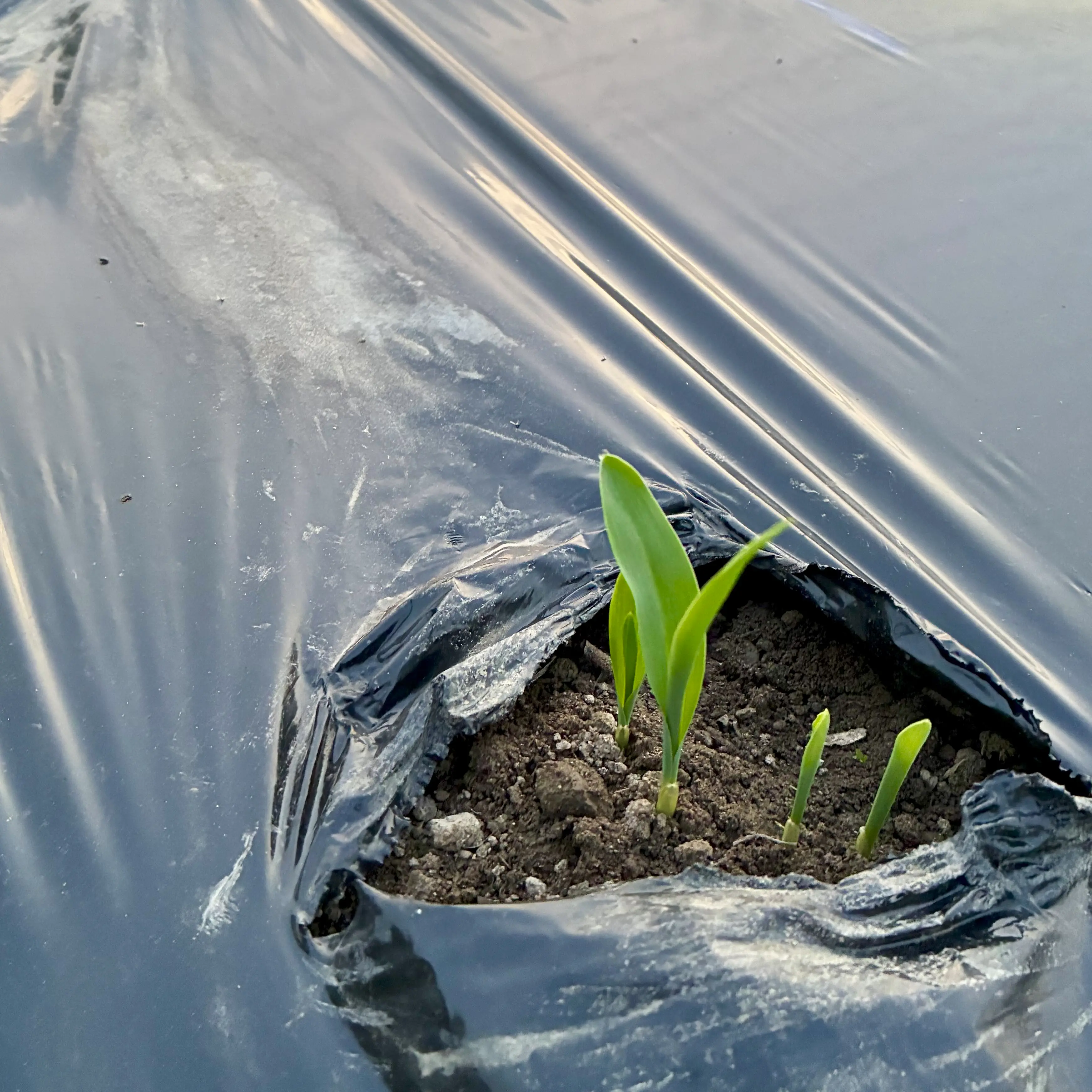 とうもろこしの芽吹き