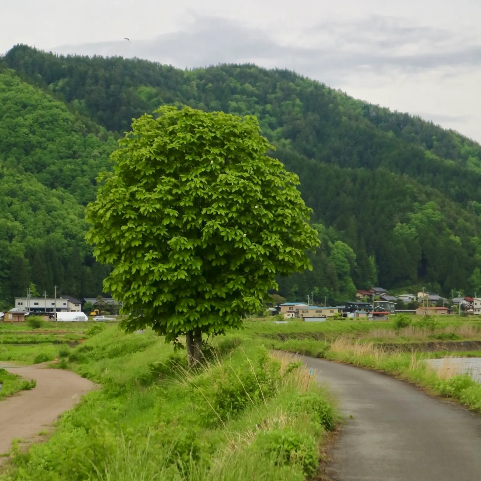 川岸のホオノキ